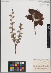 Foto von Salix caprea L.